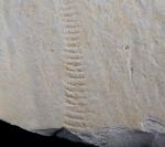 Rollspur eines Ammoniten (Perisphinctes) + Schleifspur indet. - Bild © FossNet FossilienStore